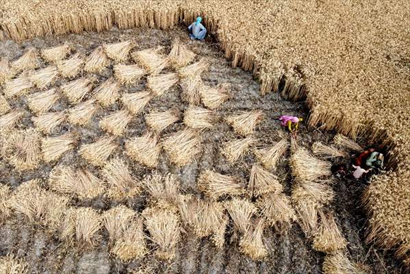 Wheat harvest in Pakistan's Hyderabad