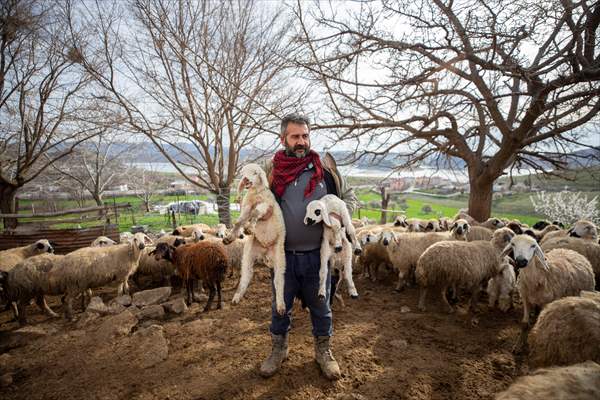 Tunceli'de besiciler 'süt kuzuları'nı özenle büyütüyor