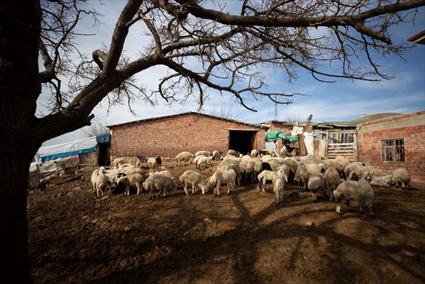 Tunceli'de besiciler 'süt kuzuları'nı özenle büyütüyor