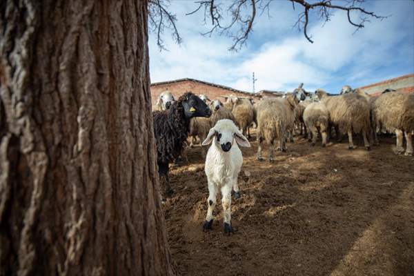 Tunceli'de besiciler 'süt kuzuları'nı özenle büyütüyor