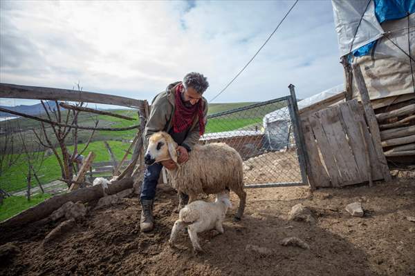 Tunceli'de besiciler 'süt kuzuları'nı özenle büyütüyor