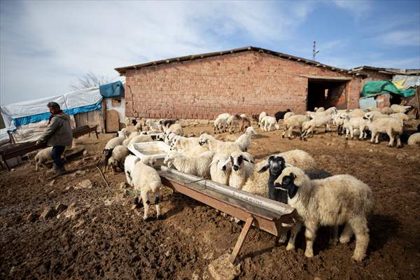 Tunceli'de besiciler 'süt kuzuları'nı özenle büyütüyor