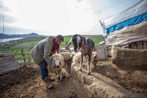 Tunceli'de besiciler 'süt kuzuları'nı özenle büyütüyor