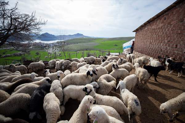 Tunceli'de besiciler 'süt kuzuları'nı özenle büyütüyor