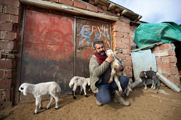 Tunceli'de besiciler 'süt kuzuları'nı özenle büyütüyor