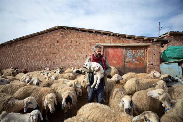 Tunceli'de besiciler 'süt kuzuları'nı özenle büyütüyor
