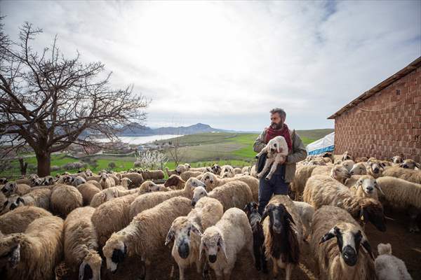 Tunceli'de besiciler 'süt kuzuları'nı özenle büyütüyor