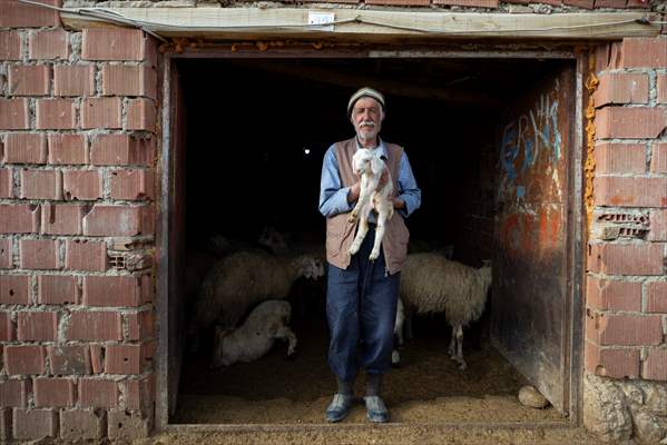 Tunceli'de besiciler 'süt kuzuları'nı özenle büyütüyor