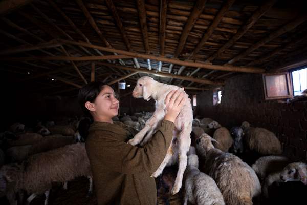 Tunceli'de besiciler 'süt kuzuları'nı özenle büyütüyor