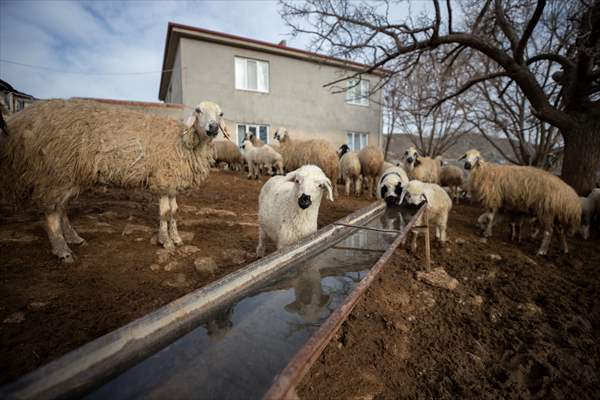 Tunceli'de besiciler 'süt kuzuları'nı özenle büyütüyor