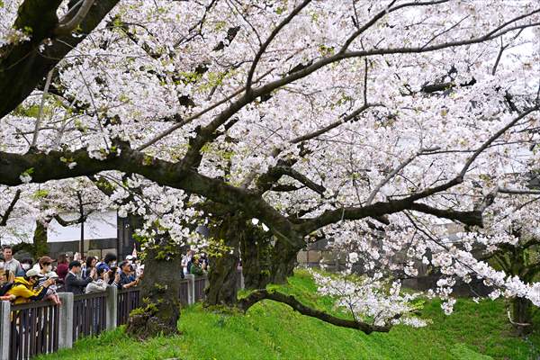 People enjoy the cherry blossom season in Tokyo