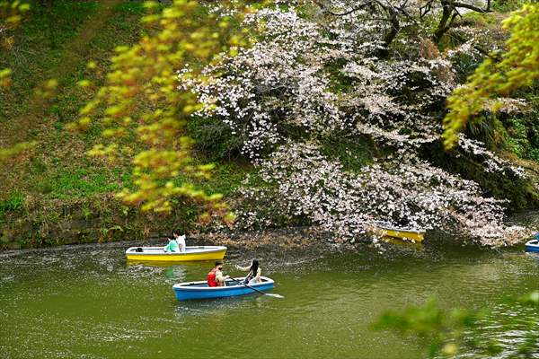 People enjoy the cherry blossom season in Tokyo