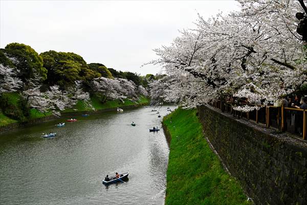 People enjoy the cherry blossom season in Tokyo