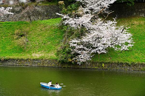 People enjoy the cherry blossom season in Tokyo
