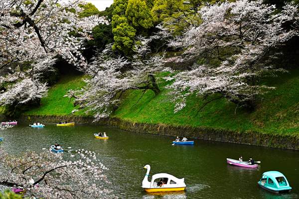 People enjoy the cherry blossom season in Tokyo