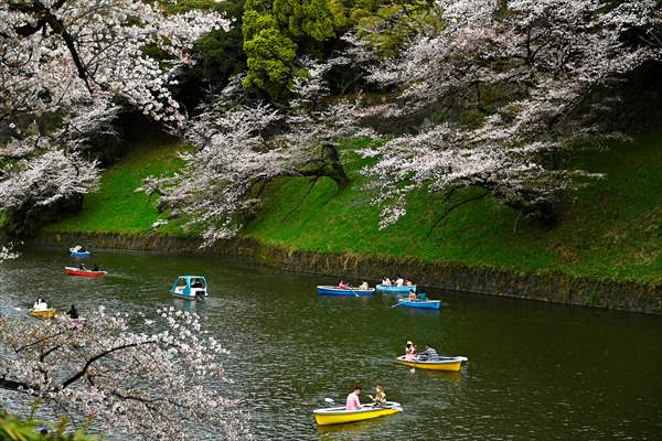 People enjoy the cherry blossom season in Tokyo