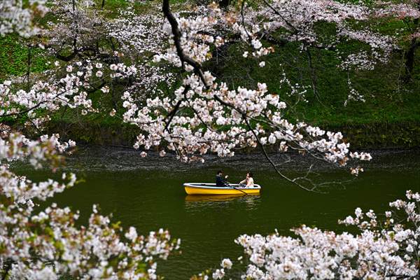 People enjoy the cherry blossom season in Tokyo