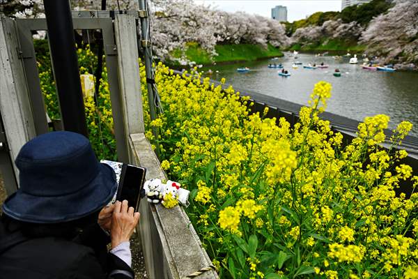 People enjoy the cherry blossom season in Tokyo