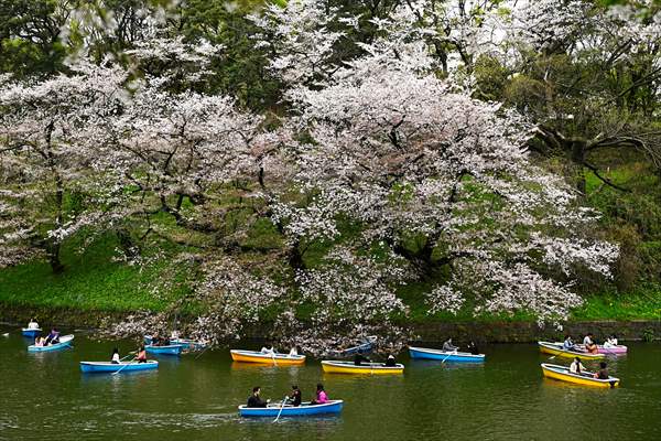 People enjoy the cherry blossom season in Tokyo