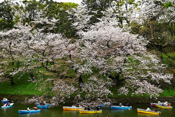 People enjoy the cherry blossom season in Tokyo