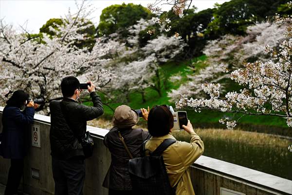 People enjoy the cherry blossom season in Tokyo