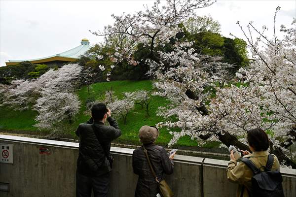 People enjoy the cherry blossom season in Tokyo