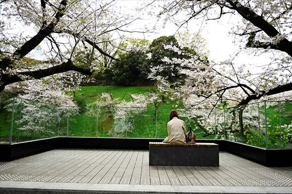 People enjoy the cherry blossom season in Tokyo