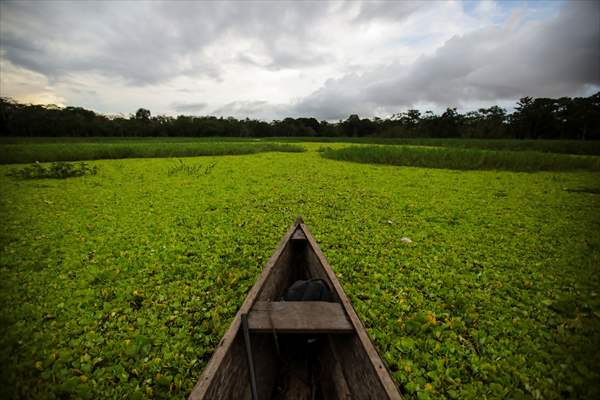 Amazon rainforest in Colombia