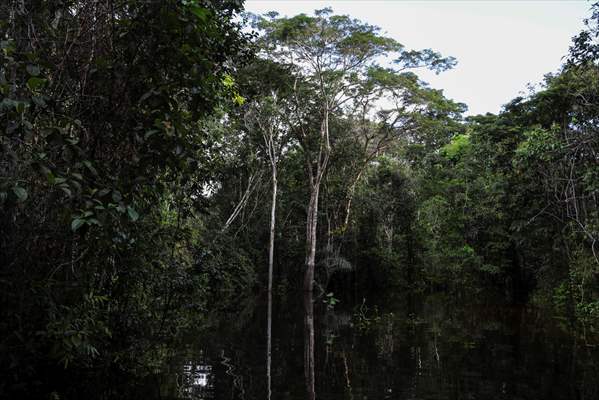 Amazon rainforest in Colombia