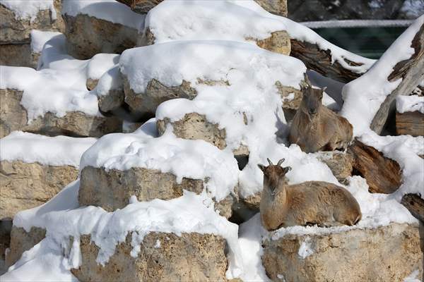 Assiniboine Park Zoo in Winnipeg