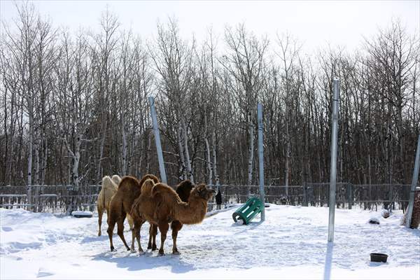 Assiniboine Park Zoo in Winnipeg