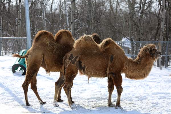 Assiniboine Park Zoo in Winnipeg