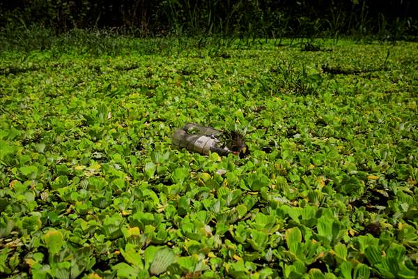Deforestation on endangered wildlife at the Amazon
