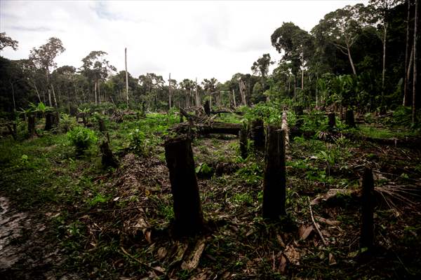 Deforestation on endangered wildlife at the Amazon