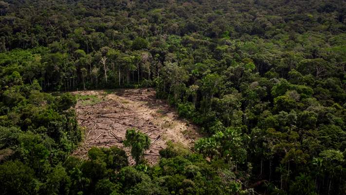 Deforestation on endangered wildlife at the Amazon