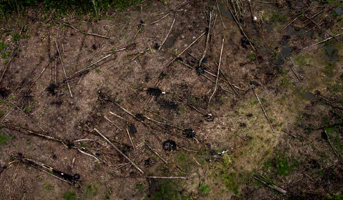 Deforestation on endangered wildlife at the Amazon