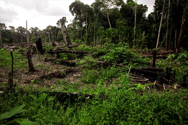 Deforestation on endangered wildlife at the Amazon