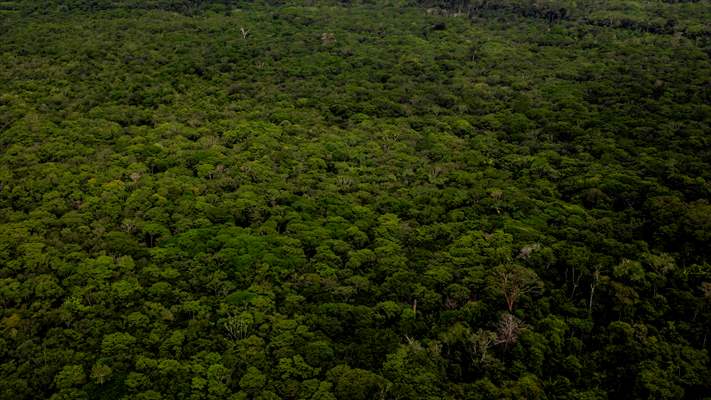 Deforestation on endangered wildlife at the Amazon