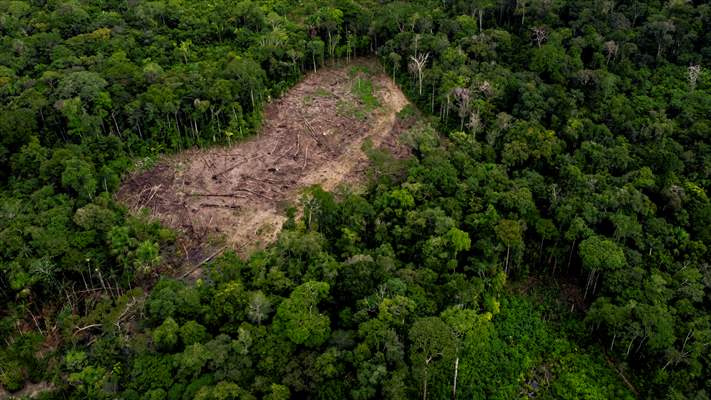 Deforestation on endangered wildlife at the Amazon