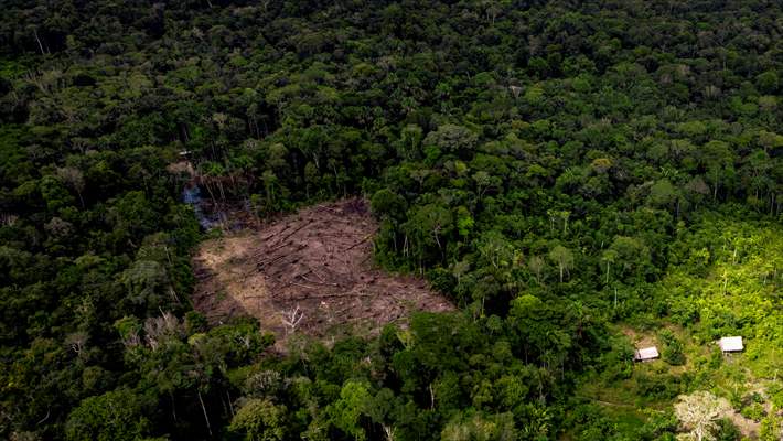 Deforestation on endangered wildlife at the Amazon