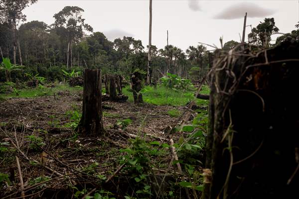Deforestation on endangered wildlife at the Amazon