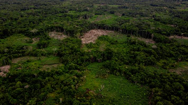 Deforestation on endangered wildlife at the Amazon