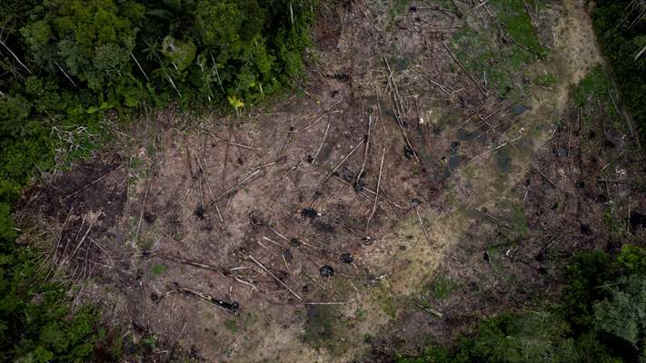 Deforestation on endangered wildlife at the Amazon