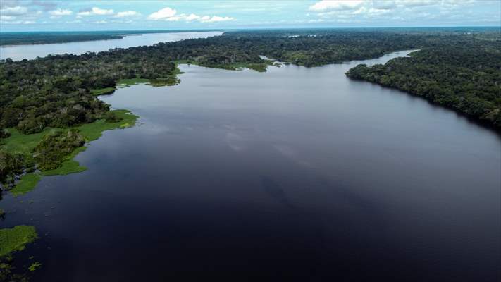 The Amazon Rainforest's Rich Biodiversity in Peril as Deforestation Ravages the Land