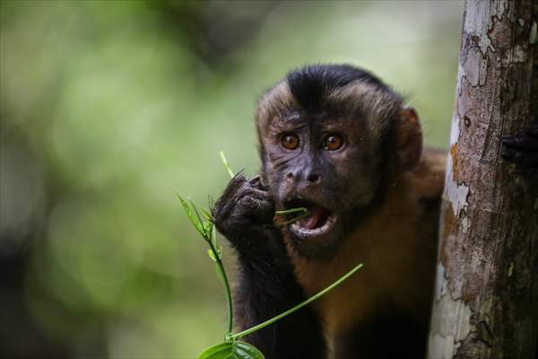 The Amazon Rainforest's Rich Biodiversity in Peril as Deforestation Ravages the Land