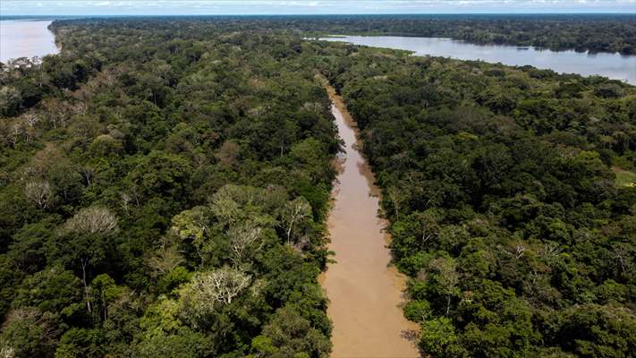 The Amazon Rainforest's Rich Biodiversity in Peril as Deforestation Ravages the Land