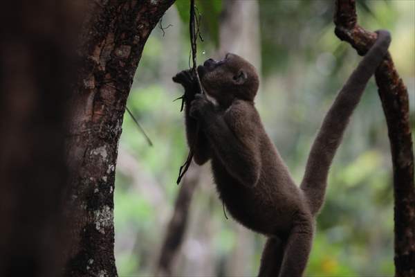 The Amazon Rainforest's Rich Biodiversity in Peril as Deforestation Ravages the Land