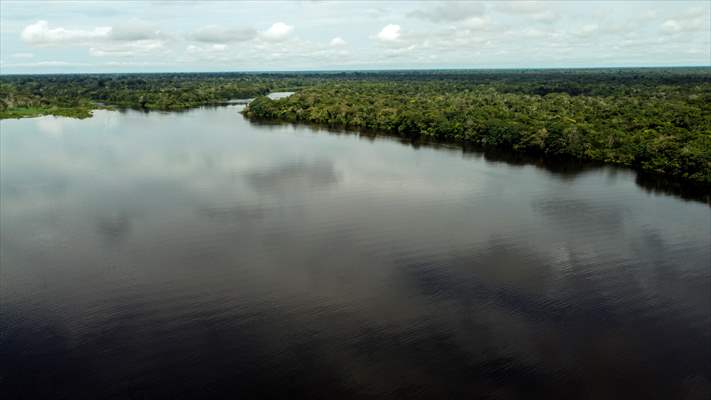 The Amazon Rainforest's Rich Biodiversity in Peril as Deforestation Ravages the Land