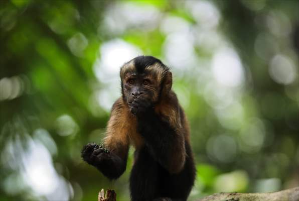 The Amazon Rainforest's Rich Biodiversity in Peril as Deforestation Ravages the Land