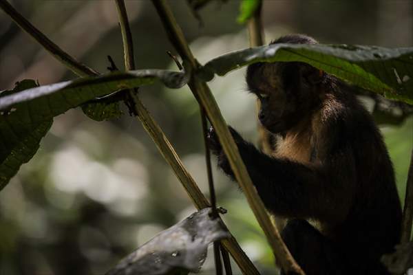 The Amazon Rainforest's Rich Biodiversity in Peril as Deforestation Ravages the Land